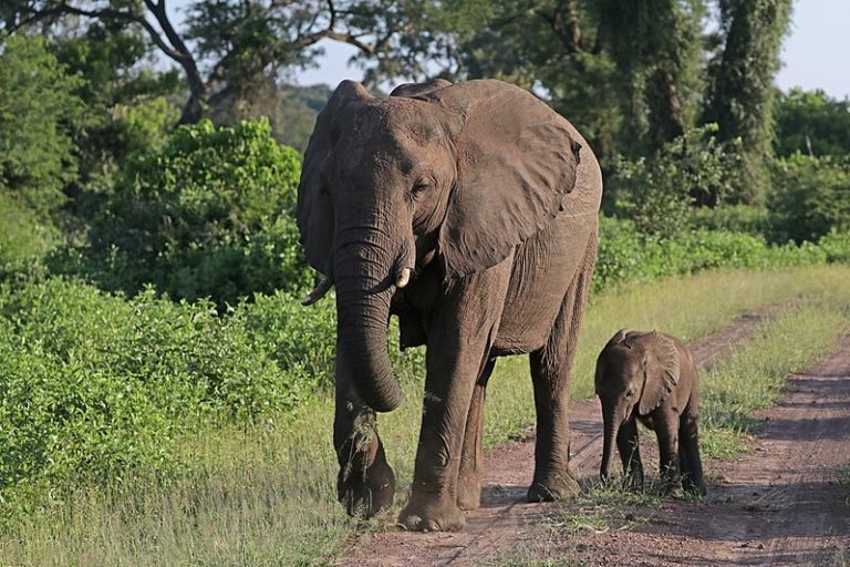 breaking-down-the-zimbabwe-china-elephant-controversy-wildize-foundation